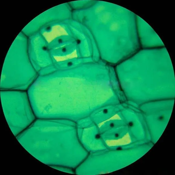 AmScope T490 Series Trinocular Compound Microscope with LED Light and HDMI C-mount Camera