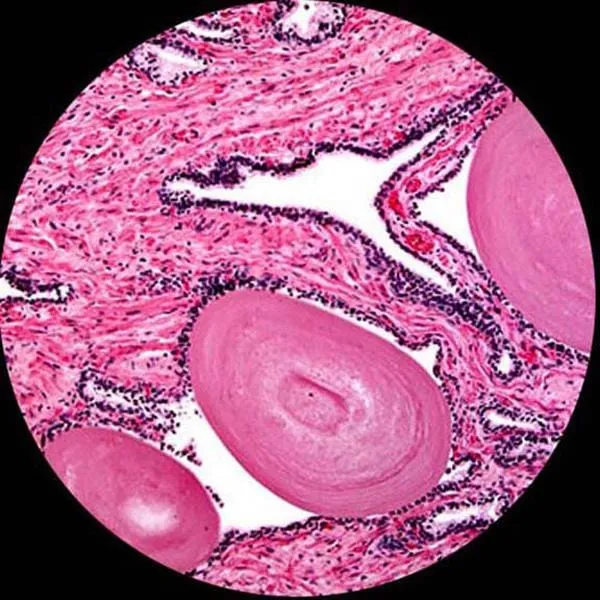 AmScope T590 Series Biological Trinocular Compound Microscope