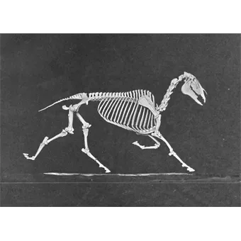 Lenticular Postcard - Horse Skeleton