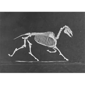 Lenticular Postcard - Horse Skeleton