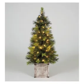 Scots Pine Porch Tree 4ft